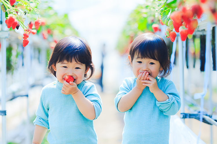 いちご摘み取り体験